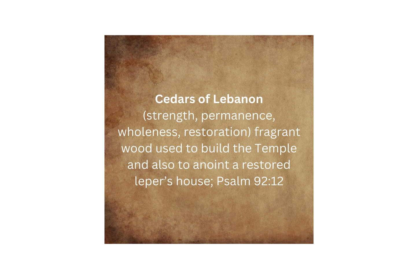 Cedar Prayer Oil - 1/4oz